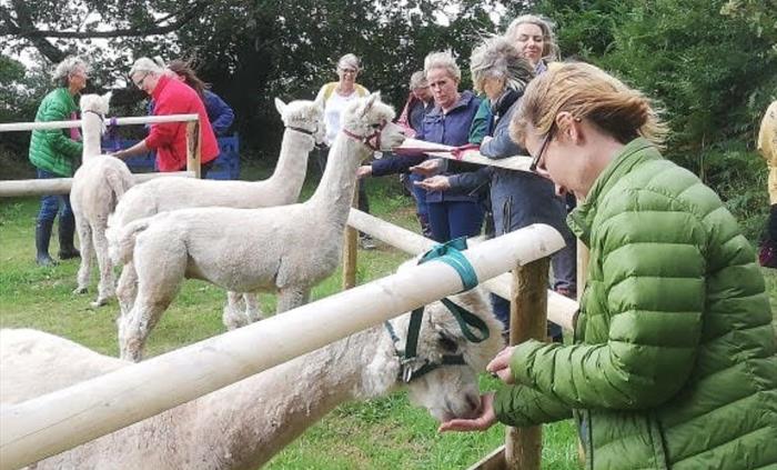 Pembrokeshire Alpaca Trekking